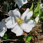 Rosa laevigata Flower