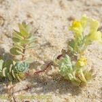 Linaria thymifolia Otro