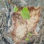Sterculia africana Leaf