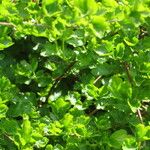 Ribes alpinum List