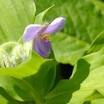 Tinantia erecta Blüte