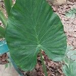 Alocasia × mortfontanensis