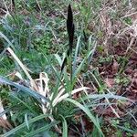 Carex acuta Bloem