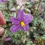 Solanum virginianum 花
