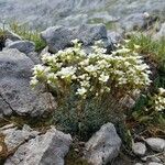 Saxifraga caesia Fula