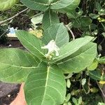 Calotropis gigantea Hoja