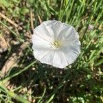 Convolvulus lineatus Flower