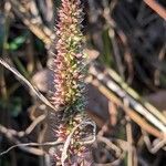 Setaria verticillata Blüte
