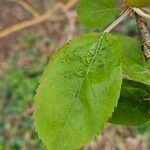 Malus coronaria Leht