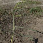 Urochloa trichopus Flower