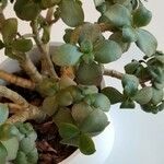 Crassula arborescens Fuelha