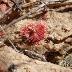 Drosera brevifolia Ліст