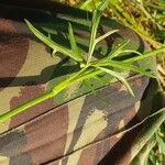 Ranunculus polyanthemos Φλοιός