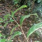 Dichapetalum pedunculatum Foglia