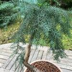 Araucaria cunninghamii Folha