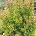 Erica azorica Fuelha