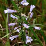 Penstemon gracilis عادت