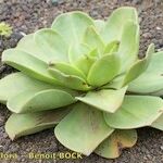 Aeonium nobile 形態