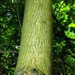 Quercus shumardii Bark