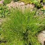 Isolepis cernua Ліст