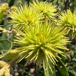 Commersonia bartramia Fruit