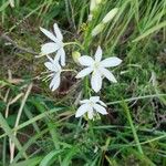 Anthericum ramosumFlower