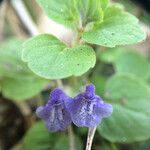 Scutellaria tuberosa Flor