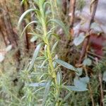 Salvia × lavandulacea Ліст