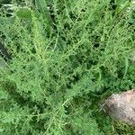 Amaranthus albus Blatt