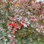 Berberis thunbergiiFruitua