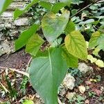 Syringa reticulata Leaf