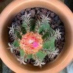 Melocactus matanzanus Blüte