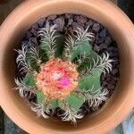 Melocactus matanzanus Květ