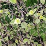 Fothergilla gardenii Folla