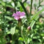 Gypsophila vaccaria ᱵᱟᱦᱟ