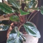 Philodendron erubescens Folla