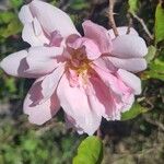 Rosa × damascena പുഷ്പം