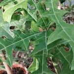 Acanthus eminens Leaf