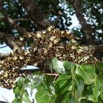 Julbernardia paniculata Flor