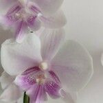 Phalaenopsis ssp.Flower