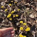 Tussilago farfaraFlors