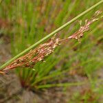 Juncus usitatus Lorea