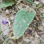 Prunella hastifolia Likasa