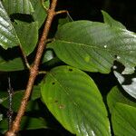 Karwinskia calderonii Leaf