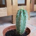 Pilosocereus pachycladus Лист