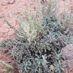 Artemisia caerulescensЛіст