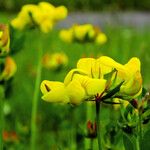 Lotus corniculatus फूल