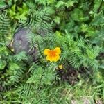 Tagetes tenuifoliaBloem