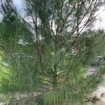 Casuarina equisetifolia Φύλλο