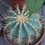 Ferocactus glaucescens Foglia